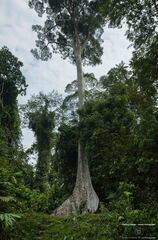 MALAISIE-BORNEO 2023