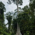 MALAISIE-BORNEO 2023