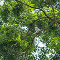MALAISIE-BORNEO 2023