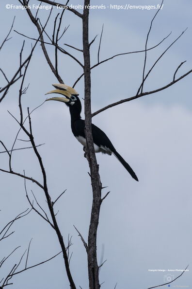 Fsai231010_Borneo_Nexus_75.jpg
