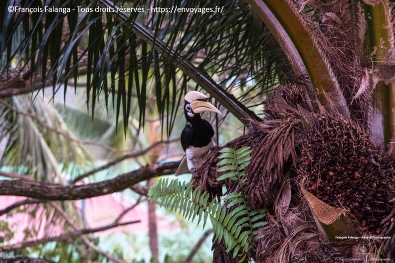 Fsai231008_Borneo_Nexus_70.jpg