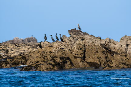 Bretagne - Le Conquet