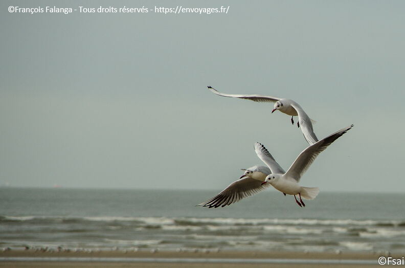 021 - Trouville Dec 2013 -  plage.JPG