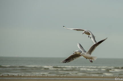 021 - Trouville Dec 2013 -  plage