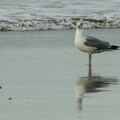 043 - Trouville Dec 2013 -  plage