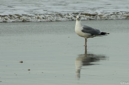 043 - Trouville Dec 2013 -  plage