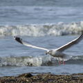 139 - Trouville Dec 2013 -  plage
