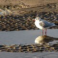 379 - Trouville Dec 2013