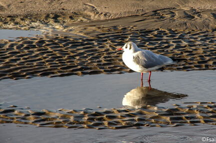 379 - Trouville Dec 2013