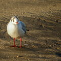 391 - Trouville Dec 2013