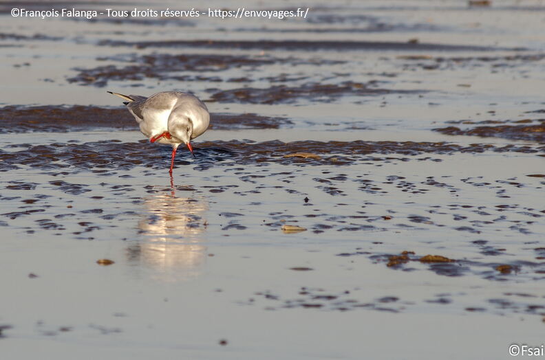 393 - Trouville Dec 2013.JPG