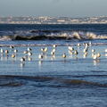 424 - Trouville Dec 2013
