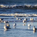 434 - Trouville Dec 2013