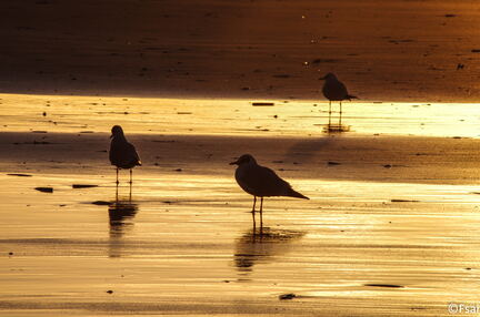 488 - Trouville Dec 2013