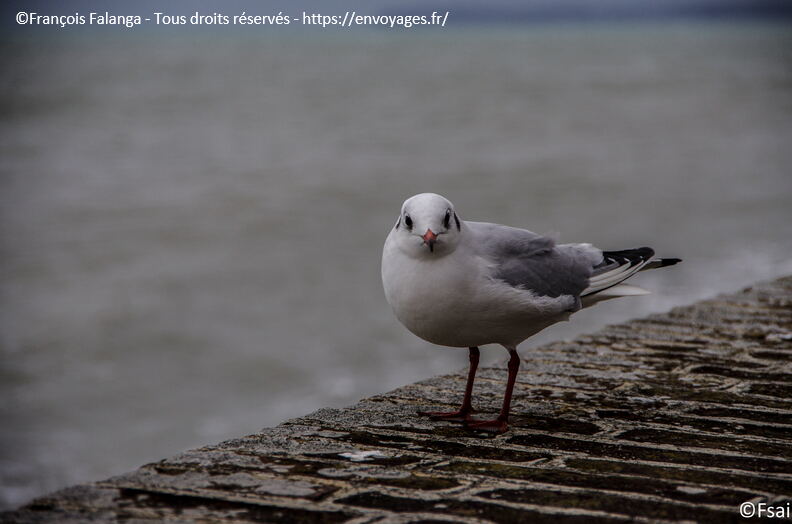 733 - Trouville Dec 2013 - Plage.JPG