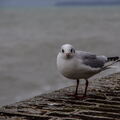 733 - Trouville Dec 2013 - Plage