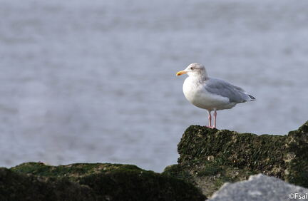 005-Trouville-Goeland-octobre-2014