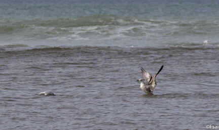 006-Trouville-Goeland-octobre-2014