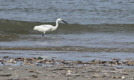 009-Trouville-Aigrette-octobre-2014