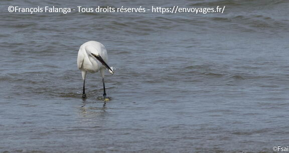 012-Trouville-Aigrette-octobre-2014