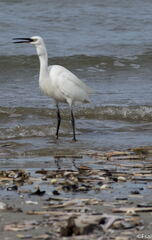 014-Trouville-Aigrette-octobre-2014