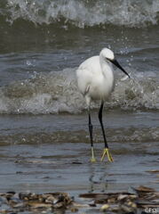 013-Trouville-Aigrette-octobre-2014