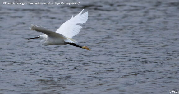 018-Trouville-Aigrette-octobre-2014