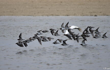 022-Trouville-octobrel-2014