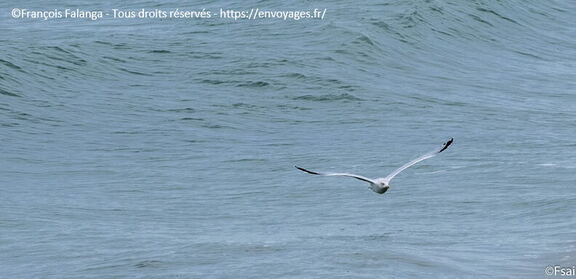 030-Trouville-Goeland-octobre-2014