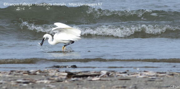 004-Trouville-Aigrette-octobre-2014