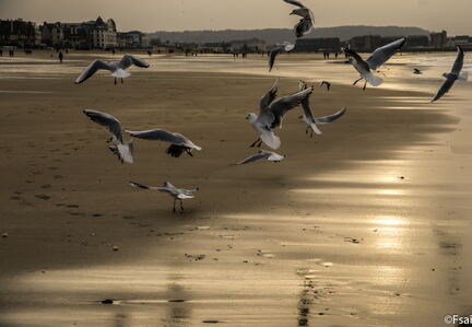 TROUVILLE - NOEL 2015