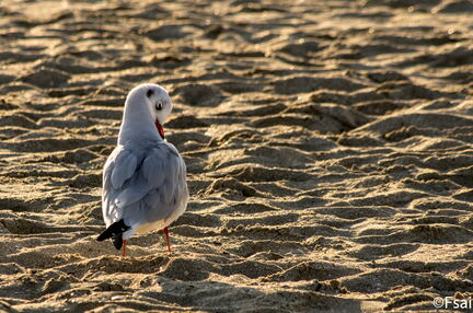 TROUVILLE - OCTOBRE 2016
